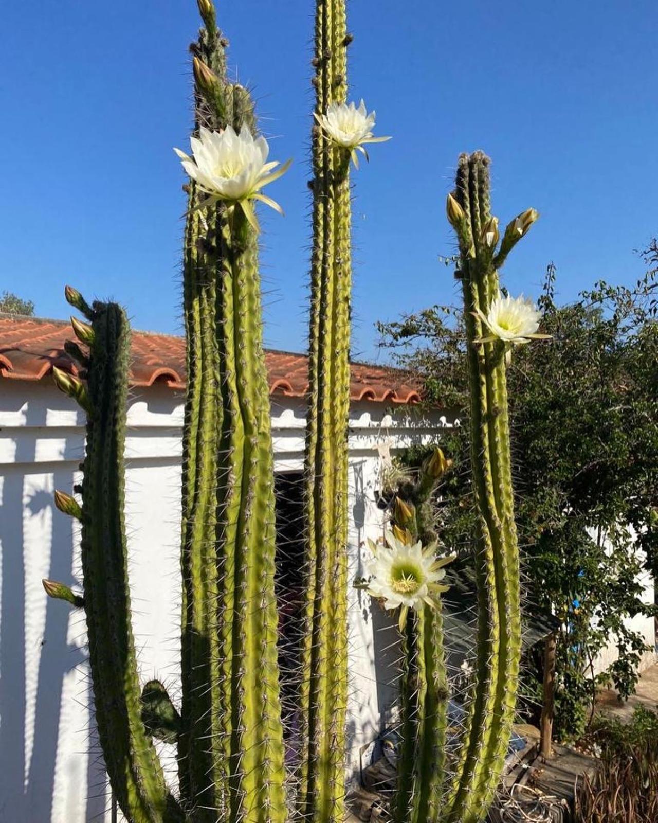 Tres Figos São Luís